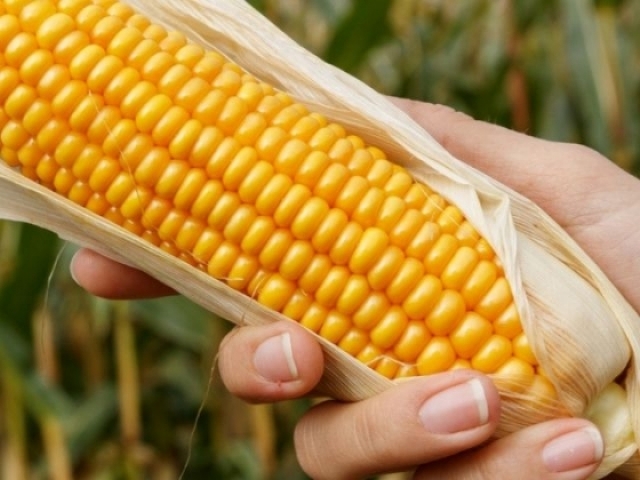 MAÍZ